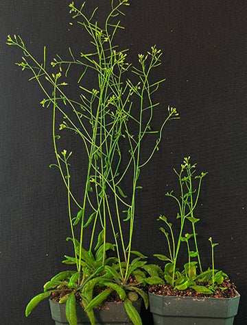 Arabidopsis plants