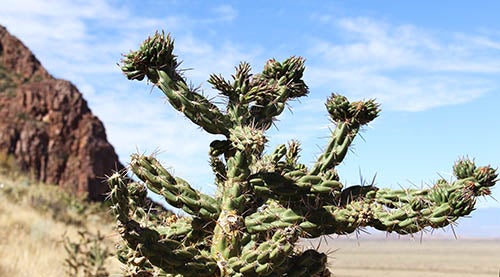 Cholla cactus